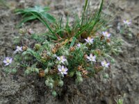 Spergularia rubra 30, Rode schijnspurrie, Saxifraga-Ed Stikvoort
