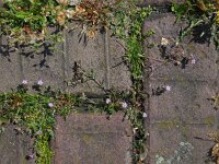 Spergularia rubra 31, Rode schijnspurrie, Saxifraga-Ed Stikvoort