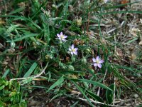 Spergularia rubra 32, Rode schijnspurrie, Saxifraga-Ed Stikvoort