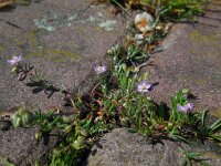 Spergularia rubra 33, Rode schijnspurrie, Saxifraga-Ed Stikvoort