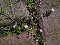 Spergularia rubra 35, Rode schijnspurrie, Saxifraga-Ed Stikvoort