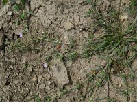 Spergularia rubra 36, Rode schijnspurrie, Saxifraga-Rutger Barendse