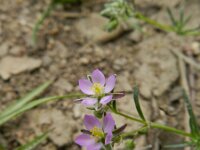 Spergularia rubra 37, Rode schijnspurrie, Saxifraga-Rutger Barendse