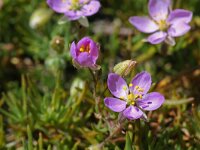 Spergularia rubra 38, Rode schijnspurrie, Saxifraga-Jeroen Willemsen