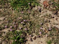 Spergularia rubra 39, Rode schijnspurrie, Saxifraga-Ed Stikvoort