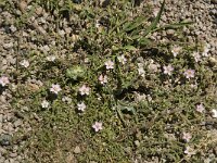 Spergularia rubra 4, Rode schijnspurrie, Saxifraga-Jan van der Straaten