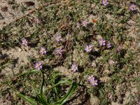 Spergularia rubra 40, Rode schijnspurrie, Saxifraga-Ed Stikvoort