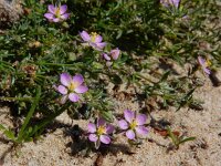 Spergularia rubra 42, Rode schijnspurrie, Saxifraga-Ed Stikvoort