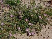 Spergularia rubra 43, Rode schijnspurrie, Saxifraga-Ed Stikvoort