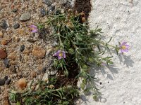 Spergularia rubra 44, Rode schijnspurrie, Saxifraga-Ed Stikvoort