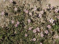 Spergularia rubra 5, Rode schijnspurrie, Saxifraga-Jan van der Straaten