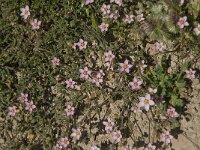 Spergularia rubra 6, Rode schijnspurrie, Saxifraga-Jan van der Straaten