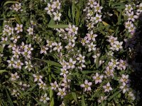 Spergularia rubra 7, Rode schijnspurrie, Saxifraga-Jan van der Straaten.tif