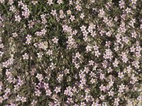 Spergularia rubra 8, Rode schijnspurrie, Saxifraga-Jan van der Straaten.tif