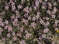 Spergularia rubra 9, Rode schijnspurrie, Saxifraga-Jan van der Straaten.tif