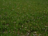 Spergularia salina 10, Zilte schijnspurrie, Saxifraga-Willem van Kruijsbergen