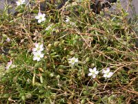Spergularia salina 11, Zilte schijnspurrie, Saxifraga-Peter Meininger