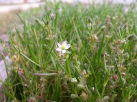 Spergularia salina 12, Zilte schijnspurrie, Saxifraga-Iztok Skornik