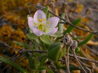 Spergularia salina 13, Zilte schijnspurrie, Saxifraga-Peter Meininger