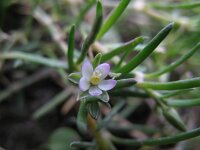 Spergularia salina 14, Zilte schijnspurrie, Saxifraga-Rutger Barendse