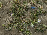 Spergularia salina 15, Zilte schijnspurrie, Saxifraga-Jan van der Straaten