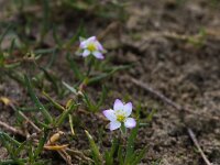Spergularia salina 16, Zilte schijnspurrie Saxifraga-Bart Vastenhouw