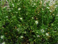 Spergularia salina 17, Zilte schijnspurrie, Saxifraga-Ed Stikvoort