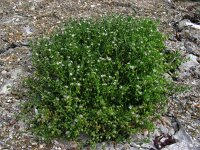 Spergularia salina 18, Zilte schijnspurrie, Saxifraga-Ed Stikvoort