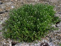 Spergularia salina 19, Zilte schijnspurrie, Saxifraga-Ed Stikvoort