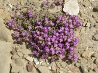 Spergularia salina 2, Zilte schijnspurrie, Saxifraga-Jan van der Straaten