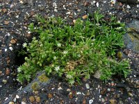 Spergularia salina 20, Zilte schijnspurrie, Saxifraga-Ed Stikvoort