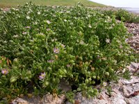 Spergularia salina 21, Zilte schijnspurrie, Saxifraga-Ed Stikvoort