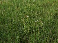 Spergularia salina 22, Zilte schijnspurrie, Saxifraga-Hans Boll