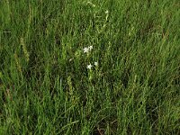 Spergularia salina 23, Zilte schijnspurrie, Saxifraga-Hans Boll