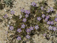 Spergularia salina 3, Zilte schijnspurrie, Saxifraga-Jan van der Straaten