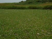 Spergularia salina 4, Zilte schijnspurrie, Saxifraga-Willem van Kruijsbergen
