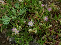 Spergularia salina 9, Zilte schijnspurrie, Saxifraga-Willem van Kruijsbergen
