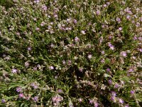 Spergularia tangerina 2, Saxifraga-Ed Stikvoort : Ria Formosa - Montenegro