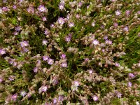 Spergularia tangerina 3, Saxifraga-Ed Stikvoort : Ria Formosa - Montenegro s9900