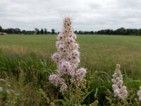 Spiraea alba 4, Witte pluimspirea, Saxifraga-Ab H Baas