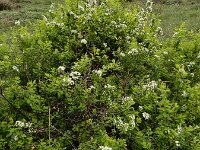 Spiraea hypericifolia 5, Hertshooispirea, Saxifraga-Ed Stikvoort : Sisian en omgeving A900