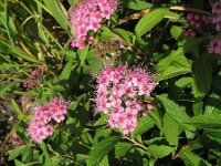 Spiraea japonica 2, Japanse spirea, Saxifraga-Rutger Barendse