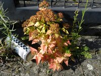 Spiraea japonica 4, Japanse spirea, Saxifraga-Rutger Barendse