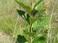 Spiraea tomentosa 2, Saxifraga-Rutger Barendse