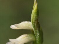 Spiranthes aestivalis 10, Zomerschroeforchis, Saxifraga-Hans Dekker