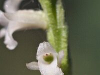 Spiranthes aestivalis 11, Zomerschroeforchis, Saxifraga-Hans Dekker