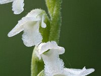 Spiranthes aestivalis 12, Zomerschroeforchis, Saxifraga-Hans Dekker