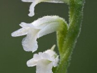 Spiranthes aestivalis 13, Zomerschroeforchis, Saxifraga-Hans Dekker