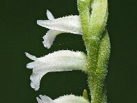 Spiranthes aestivalis 14, Zomerschroeforchis, Saxifraga-Hans Dekker