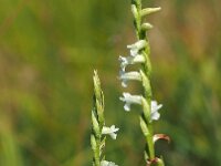 Spiranthes aestivalis 15, Zomerschroeforchis, Saxifraga-Hans Dekker